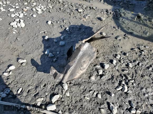 1999 BMW 3 Series 323i with VIN WBAAM3336XKC60188, listed as a Copart auction lot 42743845 with Not provided miles and Salvage title. Bid and sale history available at DreamBid. Image 12.