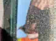 ✅ 2012 Dodge Charger SE • VIN: 2C3CDXBG7CH139549 • Lot: 86451195. Wystawiony na Copart z przebiegiem 235 434 mil. Bezpłatny archiwum sprzedaży aukcyjnych z USA i szczegółowy raport historii pojazdu na DreamBid. Zdjęcie 12.