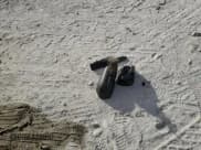 ✅ 2020 Ford Police Interceptor Utility • VIN: 1FM5K8AB1LGD18814 • Лот: 79466084. Опубликован ранее на Copart с пробегом Не указан. Бесплатный доступ к архиву аукционных продаж из США и подробный отчёт об истории автомобиля на DreamBid. Изображение 13.