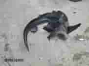 2008 Chevrolet HHR LT z VIN 3GNCA23P18S664897, wystawiony jako Copart lot #73311804 z przebiegiem 200 048 mil mil oraz Szkoda całkowita • Salvage title. Historia ofert i sprzedaży dostępna na DreamBid. Obrazek 12.