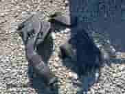 2016 Mitsubishi Outlander SEL с VIN JA4AR4AW2GZ023431, выставлен на аукционе IAAI как лот 43250585 с пробегом 119 669 миль миль и . История ставок и продаж доступна на DreamBid. Изображение 12.