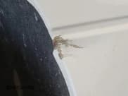 ✅ 2014 Ford F-150 XL • VIN: 1FTFX1EF9EKF81079 • Lot: 42059549. Listed on IAAI with 172,661 mi. Free auction sales archive from the USA and detailed vehicle history report at DreamBid. Image 1.