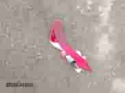 2017 Mercedes-Benz CLA 250 with VIN WDDSJ4EB2HN466301, listed as a IAAI auction lot 42523750 with 55,719 mi miles and . Bid and sale history available at DreamBid. Image 12.