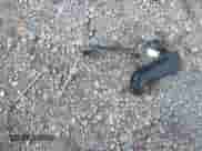 2013 Mitsubishi Outlander ES z VIN 4A4AR3AU8DE011083, wystawiony jako IAAI lot #43124485 z przebiegiem 90 264 mil mil oraz . Historia ofert i sprzedaży dostępna na DreamBid. Obrazek 12.