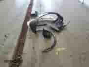 2023 Toyota Prius LE with VIN JTDADABU0P3003018, listed as a Copart auction lot 69386605 with Not provided miles and Salvage title. Bid and sale history available at DreamBid. Image 12.