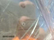 ✅ 1992 Toyota Pickup DLX • VIN: 4TARN01P9NZ029564 • Lot: 46612555. Listed on Copart with 208,644 mi. Free auction sales archive from the USA and detailed vehicle history report at DreamBid. Image 13.