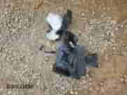 2016 Nissan Altima S z VIN 1N4AL3AP6GC278036, wystawiony jako Copart lot #83811155 z przebiegiem 151 143 mil mil oraz Szkoda całkowita • Salvage title. Historia ofert i sprzedaży dostępna na DreamBid. Obrazek 12.