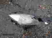 ✅ 2013 Chevrolet Sonic RS • VIN: 1G1JG6SB3D4171981 • Lot: 41207255. Wystawiony na IAAI z przebiegiem 252 056 mil mil. Skorzystaj z bezpłatnego archiwum sprzedaży aukcyjnych z USA i zobacz szczegółowy raport historii pojazdu na DreamBid. Zdjęcie 11.