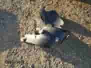 2014 Chevrolet Captiva Sport LS с VIN 3GNAL2EK0ES534236, выставлен на аукционе Copart как лот 71394584 с пробегом 162 623 миль миль и Списание • Salvage title. История ставок и продаж доступна на DreamBid. Изображение 13.