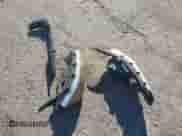 2020 Chevrolet Malibu LT with VIN 1G1ZD5ST8LF066550, listed as a IAAI auction lot 43602108 with Not provided miles and . Bid and sale history available at DreamBid. Image 12.