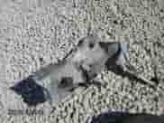 2014 Ram 1500 Express z VIN 3C6RR6KT5EG294836, wystawiony jako Copart lot #82465155 z przebiegiem 346 808 mil mil oraz Szkoda całkowita • Salvage title. Historia ofert i sprzedaży dostępna na DreamBid. Obrazek 12.