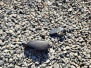 ✅ 2011 Ram Dakota Big Horn • VIN: 1D7RW3GK1BS676386 • Lot: 53956205. Wystawiony na Copart z przebiegiem 120 200 mil. Bezpłatny archiwum sprzedaży aukcyjnych z USA i szczegółowy raport historii pojazdu na DreamBid. Zdjęcie 12.