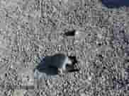 2002 Chevrolet Tahoe LT z VIN 1GNEK13Z62J111804, wystawiony jako Copart lot #68859255 z przebiegiem 105 922 mil mil oraz Szkoda całkowita • Salvage title. Historia ofert i sprzedaży dostępna na DreamBid. Obrazek 13.