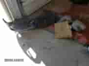 2018 Dodge Challenger SXT z VIN 2C3CDZAG0JH236229, wystawiony jako Copart lot #84886725 z przebiegiem 73 576 mil mil oraz Szkoda całkowita • Salvage title. Historia ofert i sprzedaży dostępna na DreamBid. Obrazek 12.