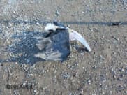 ✅ 2024 Toyota Corolla Hybrid SE • VIN: JTDBCMFE7R3050691 • Lot: 86676545. Listed on Copart with 36,684 mi. Free auction sales archive from the USA and detailed vehicle history report at DreamBid. Image 12.