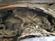 ✅ 1995 Ford Mustang • VIN: 1FALP45T0SF185546 • Lot: 80795705. Wystawiony na Copart z przebiegiem Nie podano. Bezpłatny archiwum sprzedaży aukcyjnych z USA i szczegółowy raport historii pojazdu na DreamBid. Zdjęcie 9.