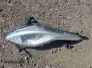 2013 Hyundai Sonata с VIN KMHEC4A49DA090105, выставлен на аукционе IAAI как лот 43479332 с пробегом 116 591 миль миль и . История ставок и продаж доступна на DreamBid. Изображение 12.