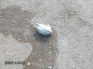 ✅ 2009 Lexus LS 460 • VIN: JTHBL46F795087333 • Lot: 43497878. Listed on IAAI with 167,250 mi. Free auction sales archive from the USA and detailed vehicle history report at DreamBid. Image 12.