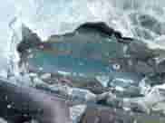 ✅ 1995 GMC Sierra 1500 • VIN: 2GTEC19K3S1521292 • Лот: 43240150. Размещён на IAAI с пробегом 251 392 миль миль. Получите бесплатный доступ к архиву аукционных продаж из США и посмотрите подробный отчёт об истории автомобиля на DreamBid. Изображение 9.