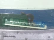 ✅ 2004 Chevrolet Impala • VIN: 2G1WF52E149339949 • Lot: 42847055. Listed on IAAI with 222,610 mi. Free auction sales archive from the USA and detailed vehicle history report at DreamBid. Image 9.