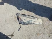 ✅ 2024 Nissan Altima SV • VIN: 1N4BL4DV7RN361535 • Lot: 42246822. Listed on IAAI with 23,648 mi. Free auction sales archive from the USA and detailed vehicle history report at DreamBid. Image 12.