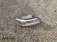 2016 Chevrolet Colorado 4WD WT с VIN 1GCHTBE38G1134171, выставлен на аукционе Copart как лот 79308944 с пробегом 204 733 миль миль и Списание • Salvage title. История ставок и продаж доступна на DreamBid. Изображение 12.