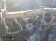 2005 Dodge 3500 SLT z VIN 3D7MS48CX5G829622, wystawiony jako Copart lot #79183874 z przebiegiem Nie podano mil oraz Nie do naprawy • Non repairable. Historia ofert i sprzedaży dostępna na DreamBid. Obrazek 9.