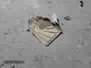 2005 Chevrolet Impala LS с VIN 2G1WH52K259151894, выставлен на аукционе Copart как лот 69587414 с пробегом 138 110 миль миль и Списание • Salvage title. История ставок и продаж доступна на DreamBid. Изображение 14.