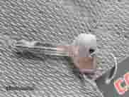 1995 Dodge Dakota z VIN 1B7GL23X3SS144109, wystawiony jako IAAI lot #41767996 z przebiegiem 204 670 mil mil oraz . Historia ofert i sprzedaży dostępna na DreamBid. Obrazek 11.